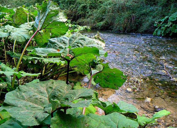 burdock on the river side
