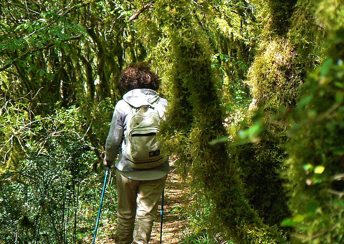 fairy woods down in the Farfa gorges