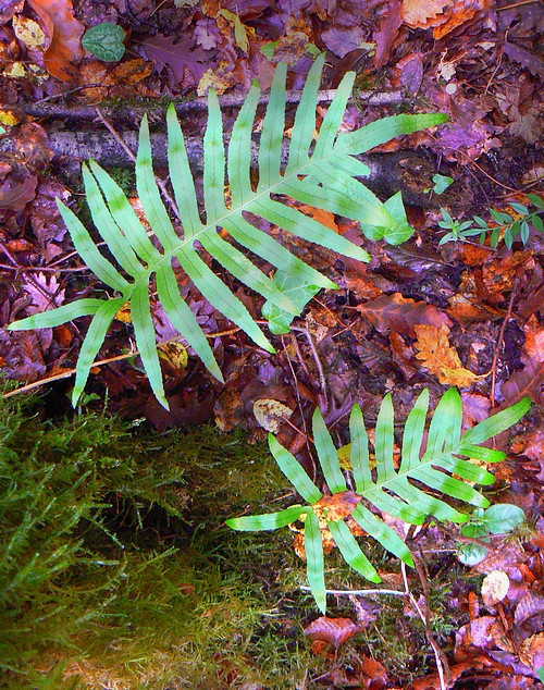 ferns in the humid underbush