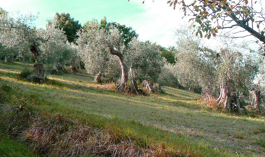 millerary olive trees