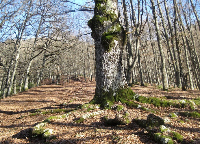 century old trees used for animal feeding