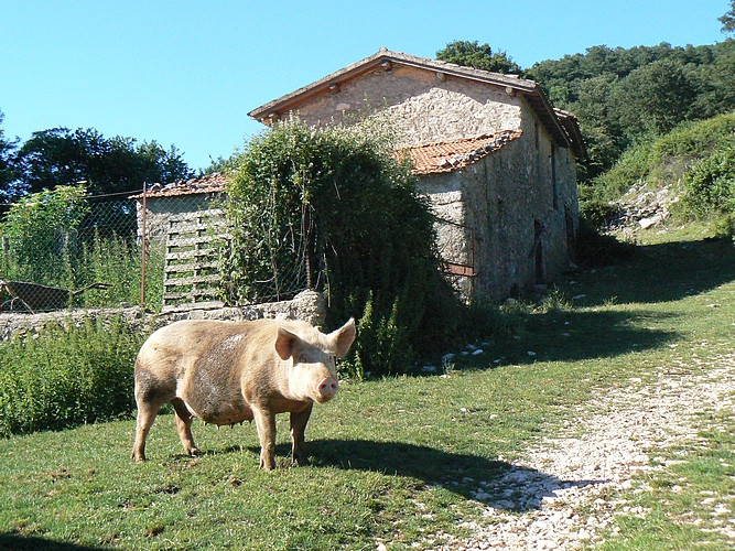 the new inhabitants of the village