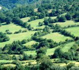 hedges network