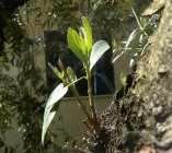 The symbol tree of the mediterrean