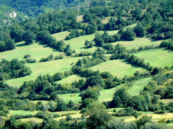 hedges network
