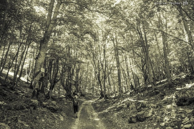 beech forest above Rascino'Plateau