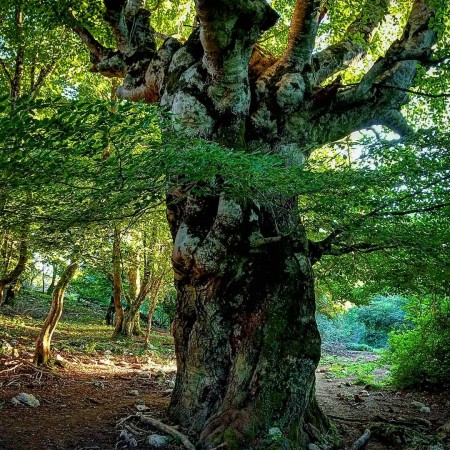 century old beech tree
