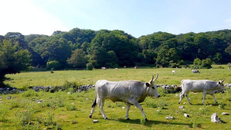 Grazing on the plains