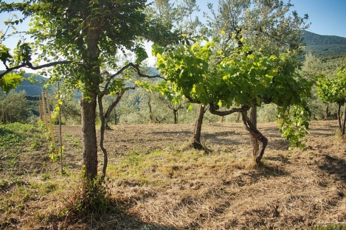 Vineyards still kept in the ancient roman style