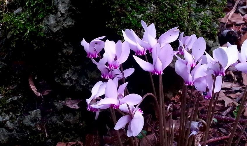 Ciclamen purpureum: ciclamino