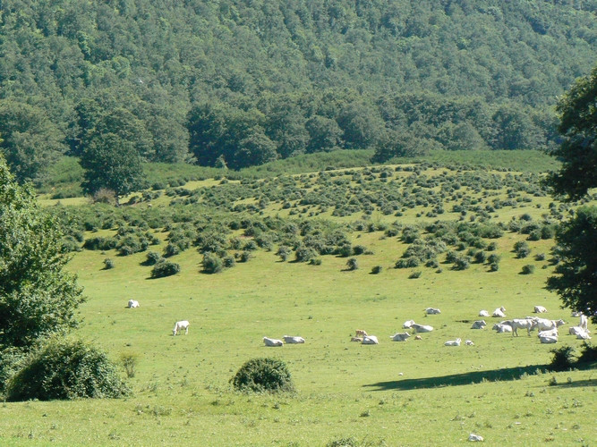 pampa