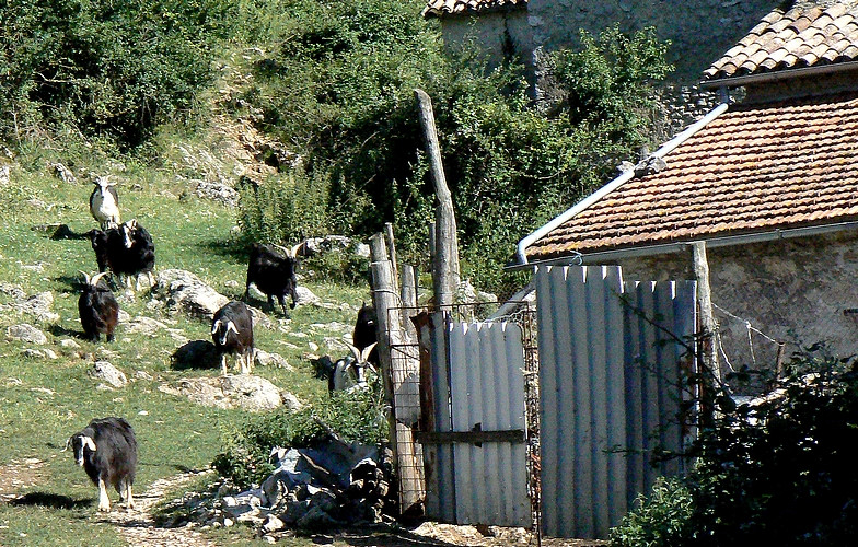 Capre a spasso per il paese