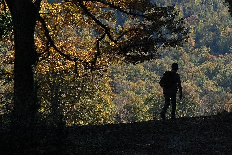 Passando vicino ad alberi secolari