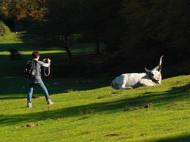 Gli animali al pascolo 