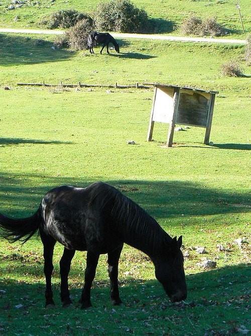Prati di cottanello, anche i cavalli