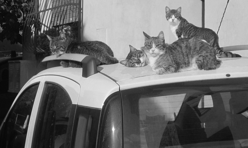 i gatti della Sabina