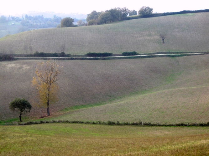 Le linee essenziali