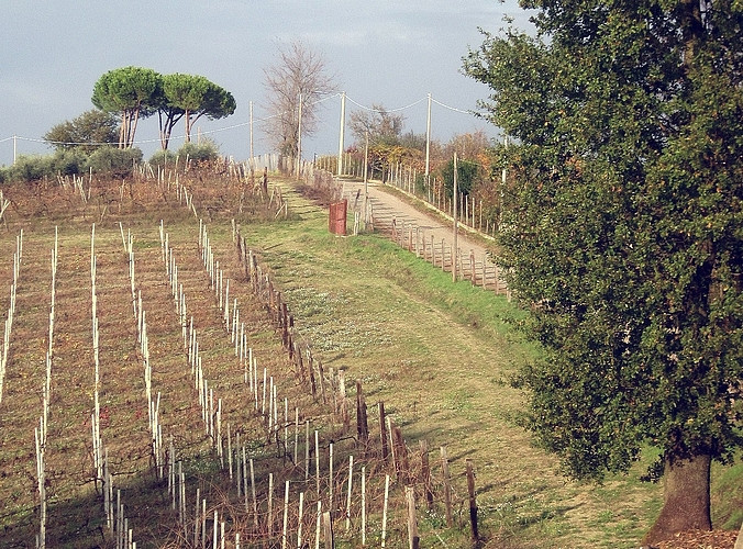 Paesaggio di vigne