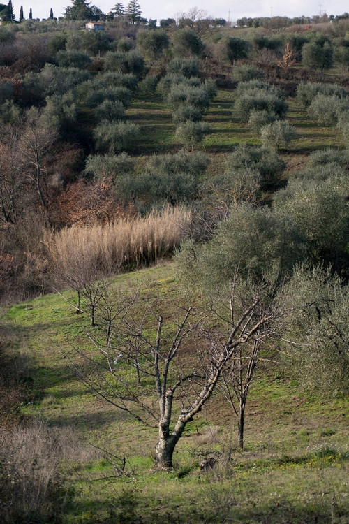 Campagne a mosaico di colture promiscue