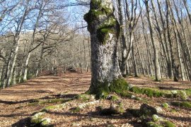 Paesaggio pastorale/forestale con querce secolari