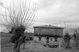 Gelsi accanto al casale