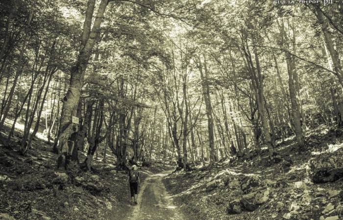 Faggeta sopra Rascino