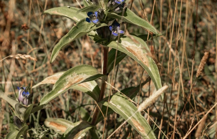 Genziana cruciata