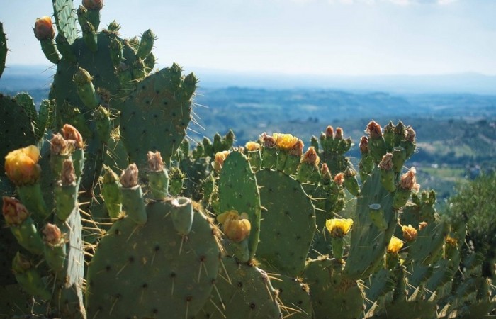 L'arida e soleggiata cima della Montagnola